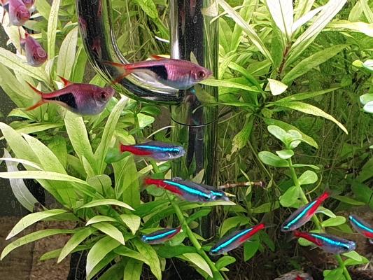 Don poissons Ancistrus, Rasbora arlequin, Néon bleu
