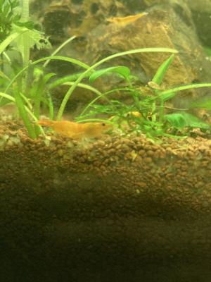 Crevette orange