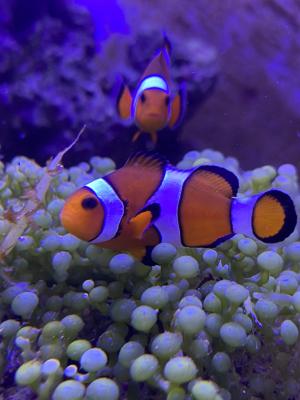 Don d’un couple de poisson Clown Paris