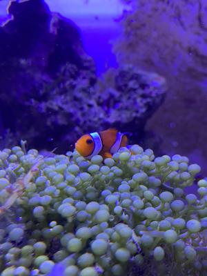 Don d’un couple de poisson Clown Paris