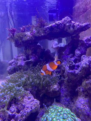 Don d’un couple de poisson Clown Paris