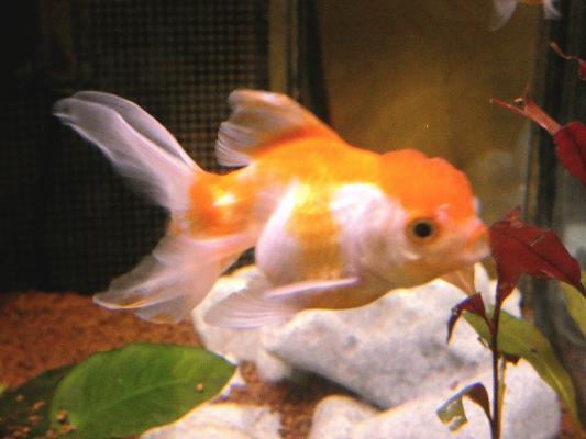 Oranda blanc et orange femelle 10cm