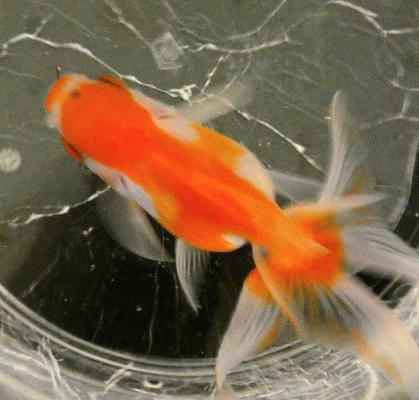 Oranda blanc et orange femelle 10cm