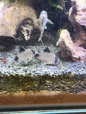 Corydoras panda