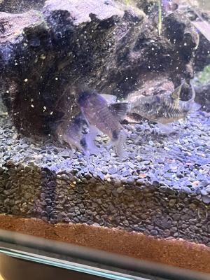 Corydoras panda