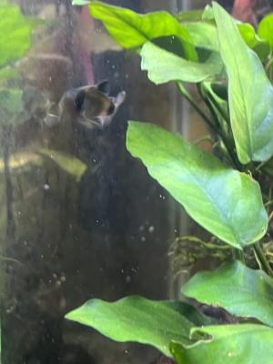 Corydoras panda