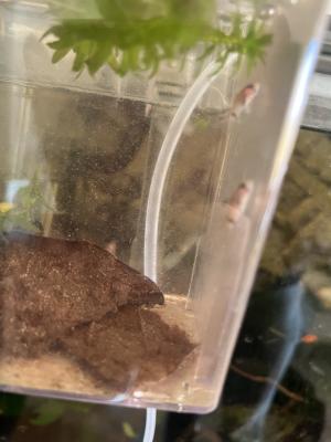 Corydoras panda