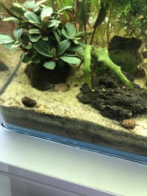 Corydoras panda