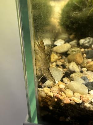 Écrevisse naine diminutus