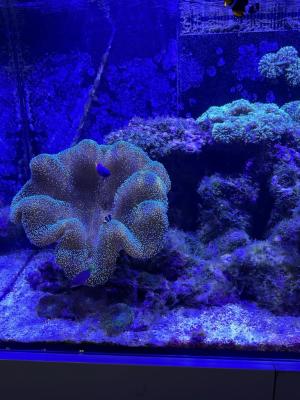 aquarium recifal