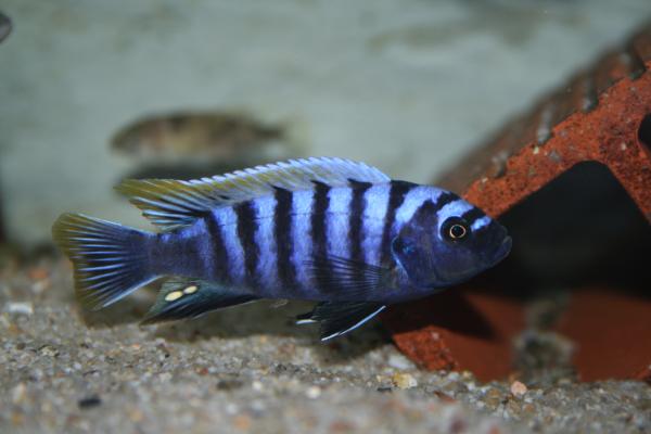 Cynotilapia zebroides Luhuchi F2