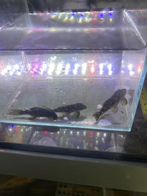 Hypancistrus L201