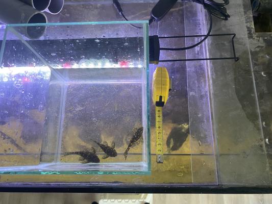 Hypancistrus L201