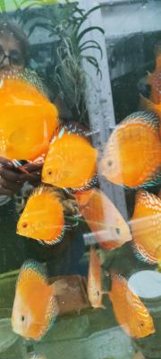 Discus
