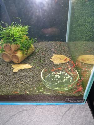 Don crevettes red cherry