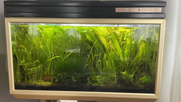 Aquarium 200 L