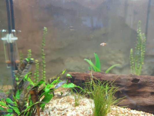 Don de bébés Moly black & Platy