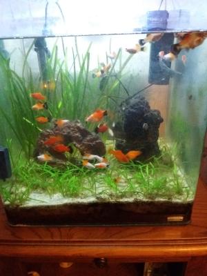 poissons platy