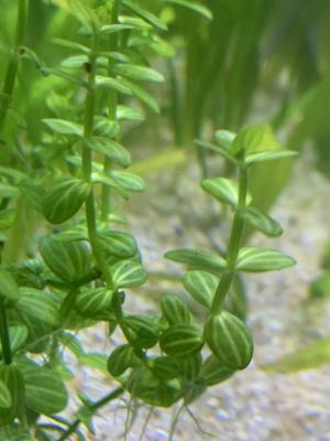 Lindernia rotundifolia