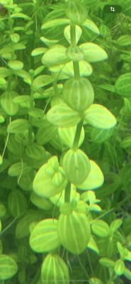 Lindernia rotundifolia