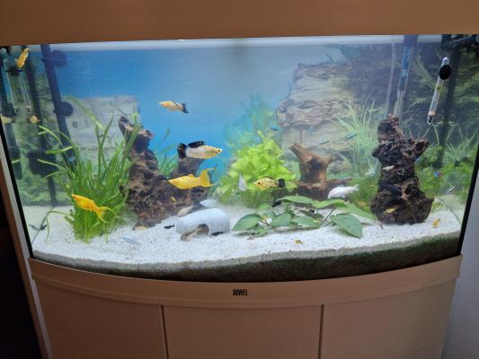 Poissons alevins Mollys