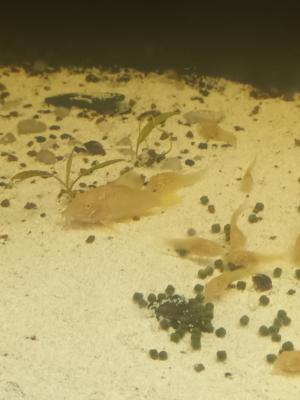Corydoras