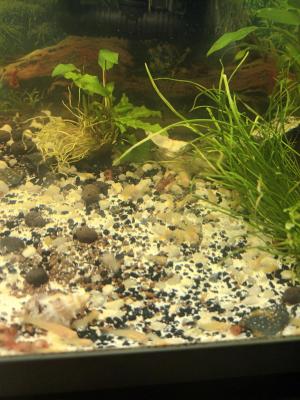 Corydoras