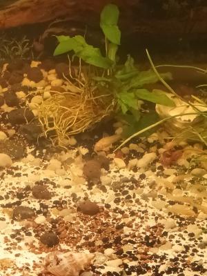 Corydoras