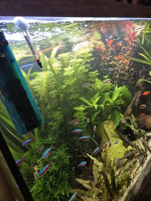 Poisson deau douce