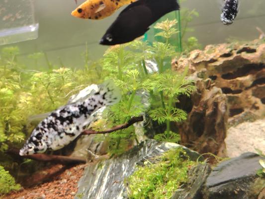Alevins Molly dalmatien