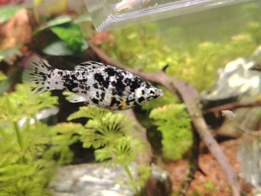 Alevins Molly dalmatien