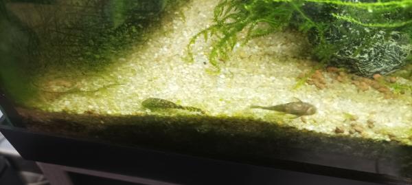 vend ancistrus dolichopterus