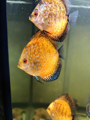 Reproduction Discus