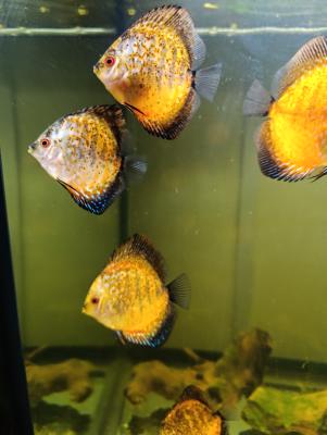 Reproduction Discus