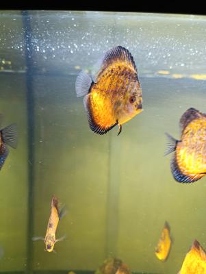 Reproduction Discus