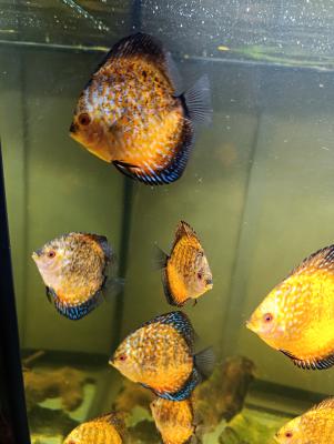 Reproduction Discus