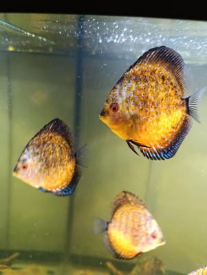 Reproduction Discus