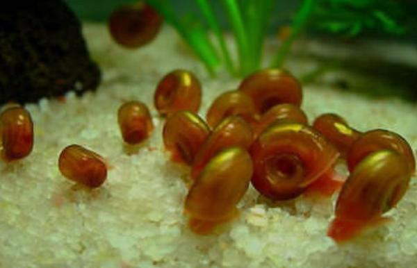Echange poissons et plantes
