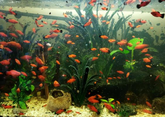 Echange poissons et plantes