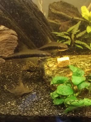 Lot poissons d'eau douce
