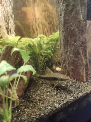 A vendre aquarium 300L équipé très bon état