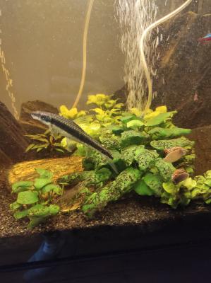 A vendre aquarium 300L équipé très bon état