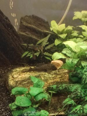 A vendre aquarium 300L équipé très bon état