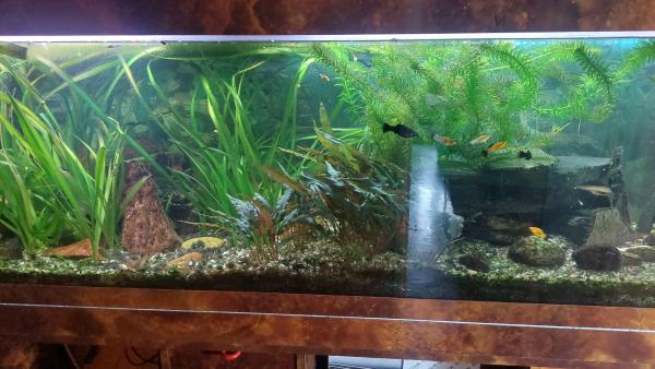 aquarium 400 litres Créteil