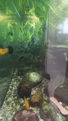 aquarium 400 litres Créteil