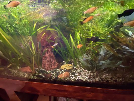 aquarium 400 litres Créteil