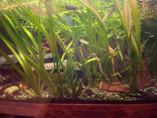 aquarium 400 litres Créteil