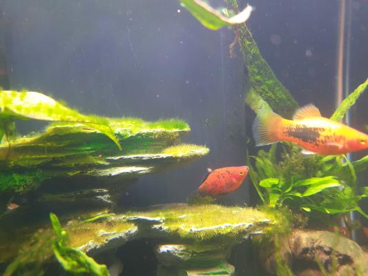 Don de platys