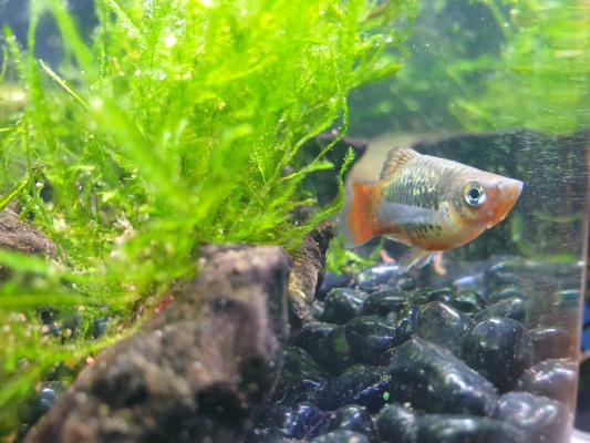 Don de platys