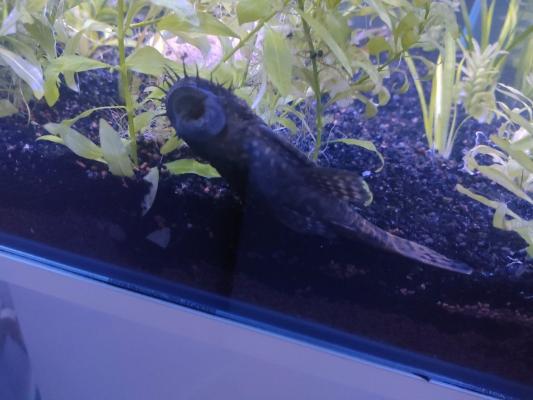 Pleco